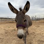 donkey2